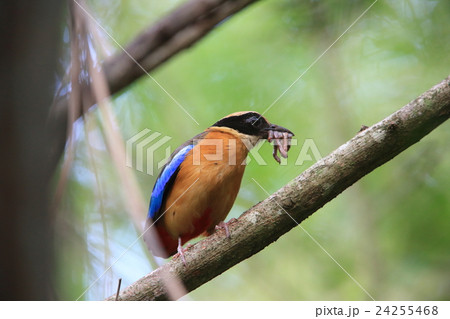 ミナミヤイロチョウの営巣 24255468