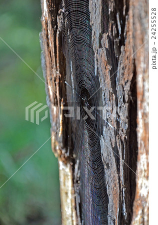 Sunlight on concentric spider web 24255528