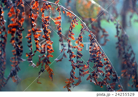 Backl lit dried Maidenhair fern 24255529
