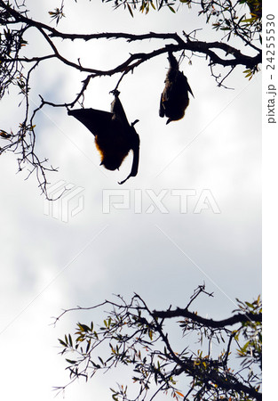Fruit bats in silhouette 24255530
