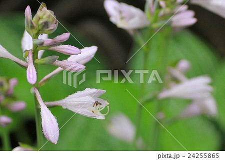 雨の日の花壇に咲くギボウシの花　ガーデニング 24255865