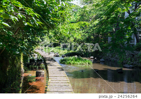 源兵衛川の遊歩道 24256264
