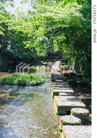 源兵衛川の遊歩道 24256271