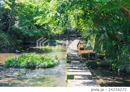 源兵衛川の遊歩道 24256272