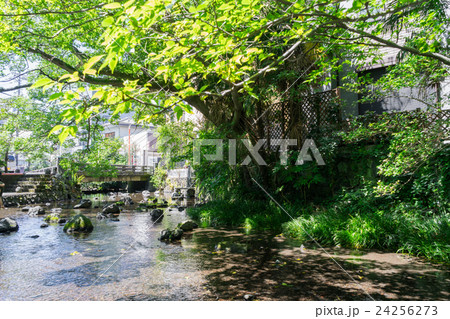 源兵衛川　６号水の苑緑地 24256273