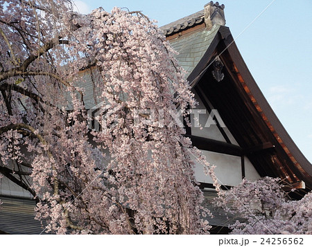 奈良氷室神社 24256562