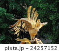 神田祭 24257152