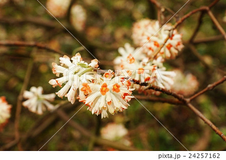 春の花木の背景素材 皇居東御苑に咲くアカバナミツマタのほっこり優しい花 花枝アップ横位置の写真素材