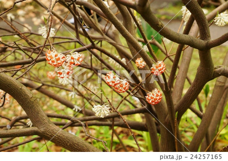 春の花木の背景素材・皇居東御苑に咲くアカバナミツマタのほっこり優しい花・花株横位置 春の花木の背景素材・皇居東御苑に咲くアカバナミツマタのほっこり優しい花・花株横位置 24257165