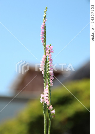 ネジバナ 24257553