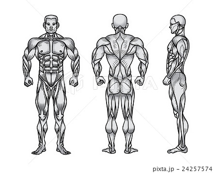Anatomy Of Male Muscular System Exercise Andのイラスト素材