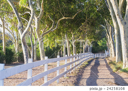 パロスバーデスの朝のトレイル 馬道と白い柵 パロスバーデスの朝のトレイル 馬道と白い柵 24258108