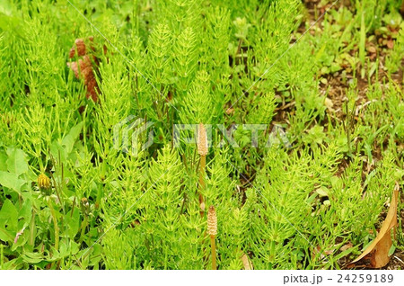 春の野の背景素材・皇居お濠端で見かけた可愛いツクシンボ・2本横位置 春の野の背景素材・皇居お濠端で見かけた可愛いツクシンボ・2本横位置 24259189