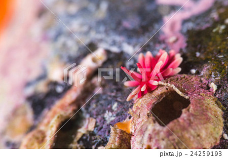 ヒロウミウシ 24259193