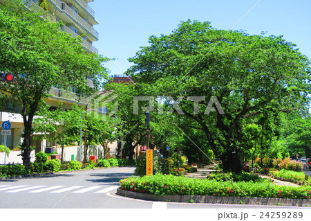 播磨坂桜並木 播磨坂桜並木 24259289