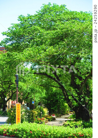 播磨坂桜並木 24259290