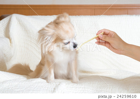 歯磨きをするチワワ 歯磨きをするチワワ 24259610