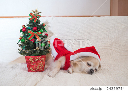 疲れて眠くなったチワワ（クリスマス） 24259754