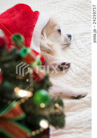 疲れて眠くなったチワワ（クリスマス） 24259757