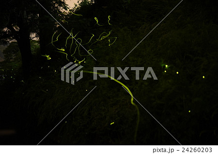 辰野ほたる祭り 24260203