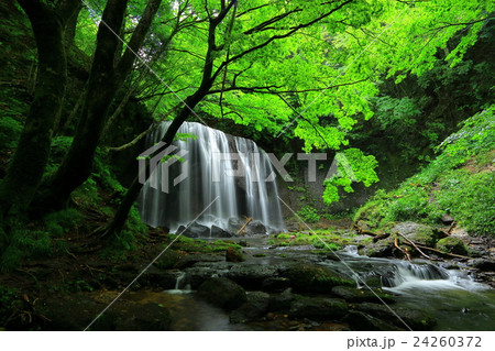 夏の達沢不動滝 24260372