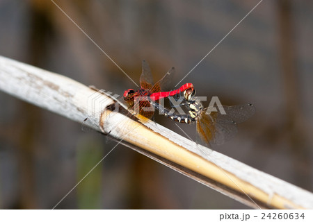 ハッチョウトンボの交尾　宮床湿原 24260634