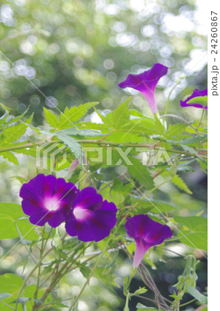 仲良しアサガオ 仲良しアサガオ 24260867