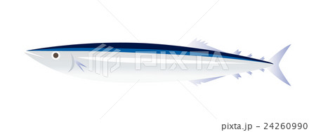 生のサンマ 24260990