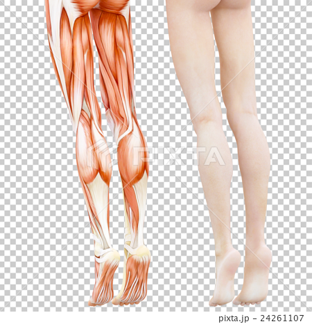 女性の脚 筋肉標本 人体標本 Perming3dcg イラスト素材のイラスト素材
