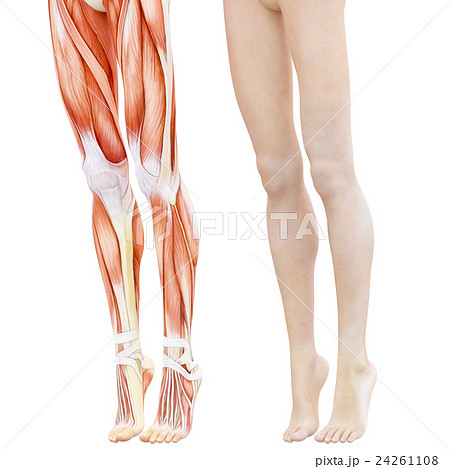 女性の脚 筋肉標本 人体標本 Perming3dcg イラスト素材のイラスト素材
