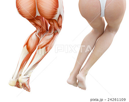 Kasword 足 の 筋肉