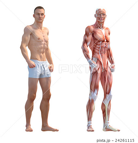 男性肌肉標本人體標本perming3dcg插圖素材 插圖素材 圖庫