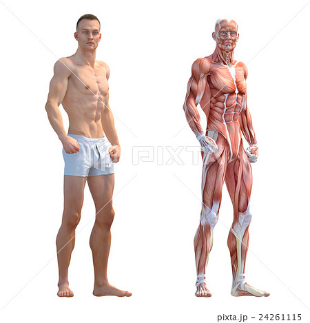 Male Muscle Specimen Human Body Specimen Stock Illustration