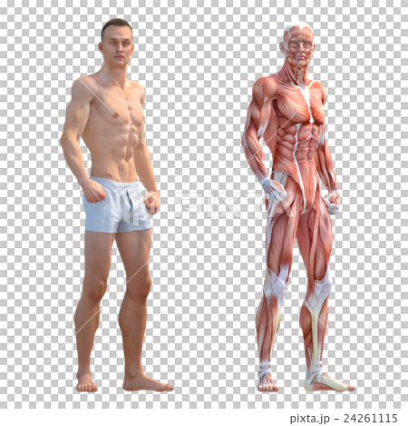 男性　筋肉標本　人体標本　perming3DCG 　イラスト素材 24261115