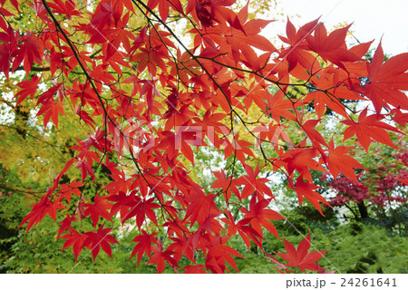 紅葉 秋のイメージ 紅葉 秋のイメージ 24261641