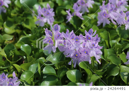 ホテイアオイ 24264491