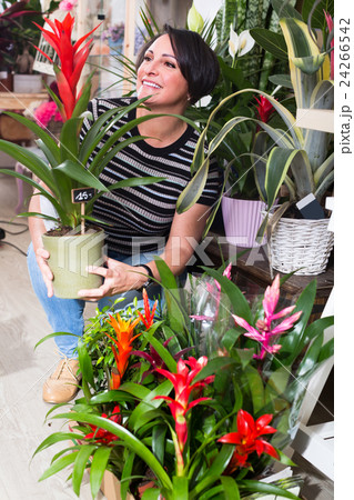 Female florist with bromelia plant. 24266542