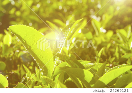 Close up of Fresh Tea Growing on a Plantation Concept 24269121