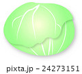 キャベツ　アブラナ科　淡色野菜　かわいい　イラスト 24273151