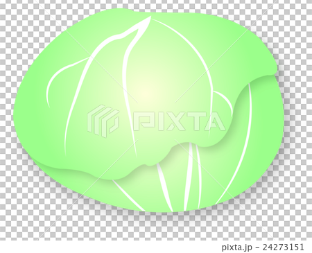 Cabbage Brassicaceae pale color vegetables Cute illustrations Cabbage Brassicaceae pale color vegetables Cute illustrations 24273151