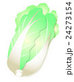 白菜　ハクサイ　淡色野菜　アブラナ科　かわいい　イラスト 24273154