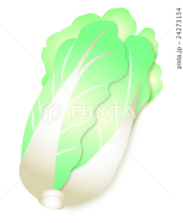 白菜 ハクサイ 淡色野菜 アブラナ科 かわいい イラストのイラスト素材
