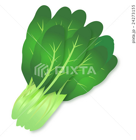 小松菜 アブラナ科 緑黄色野菜 かわいい イラストのイラスト素材