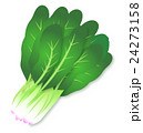 ほうれん草　緑黄色野菜　かわいい　イラスト 24273158