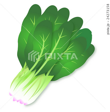 ほうれん草 緑黄色野菜 かわいい イラストのイラスト素材