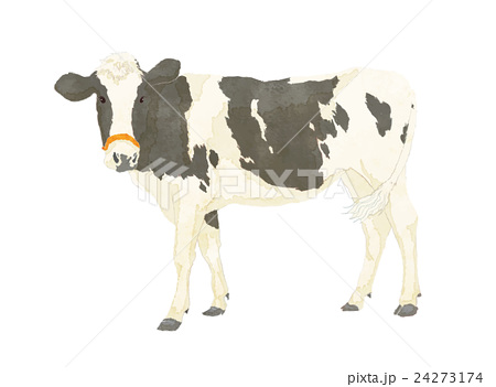 牛 イラストのイラスト素材 24273174 Pixta