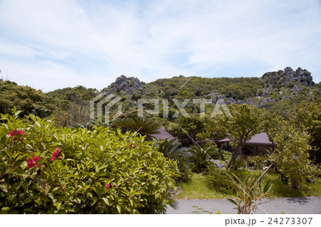 沖縄 / 大石林山 24273307