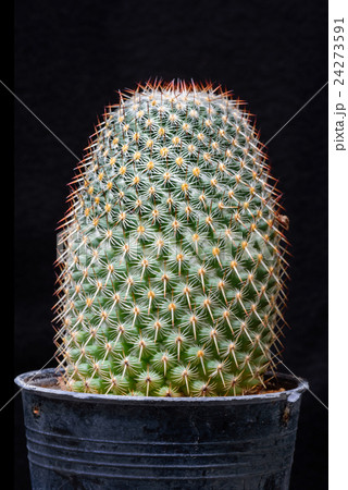 cactus isolated on black background 24273591