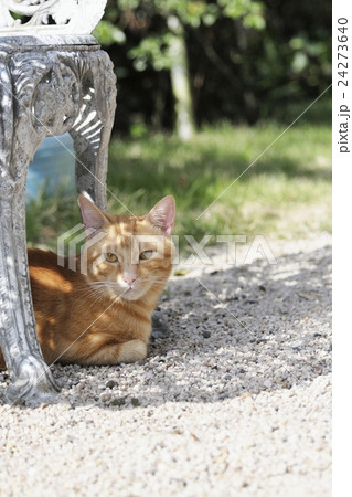 くつろぐ猫 くつろぐ猫 24273640