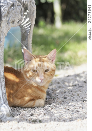 眠い猫 眠い猫 24273641